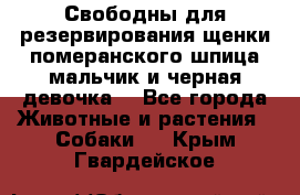 Свободны для резервирования щенки померанского шпица мальчик и черная девочка  - Все города Животные и растения » Собаки   . Крым,Гвардейское